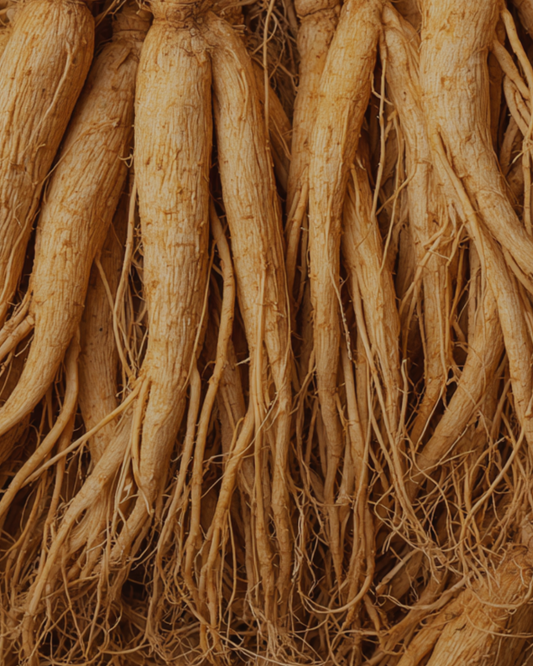 Why Panax Ginseng is called the 'all-healing' root for vitality
