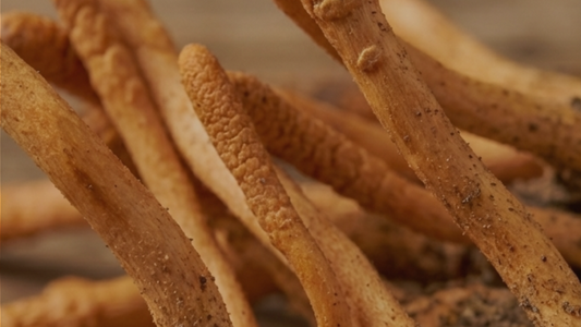 Cordyceps: the energy booster